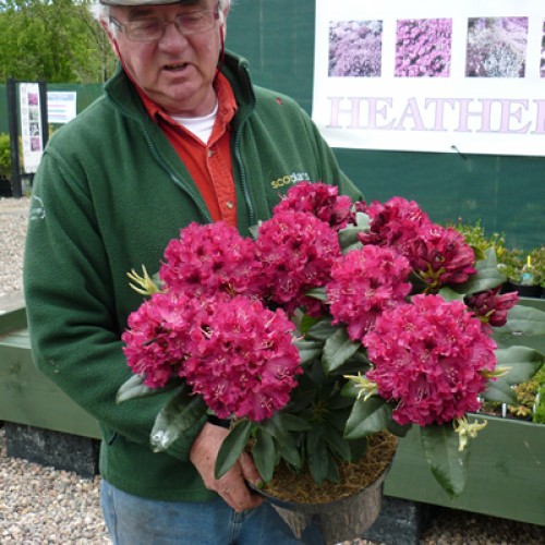 Rhododendron Marie Forte Hybrid | ScotPlants Direct